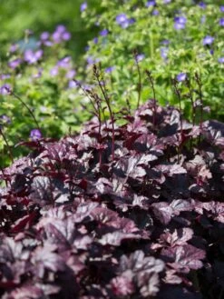 Silberglöckchen 'Plum Pudding' ® -Günstiges Erd Seele Geschäft silbergloeckchen plum pudding m062286 w 1