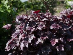 Silberglöckchen 'Plum Pudding' ® -Günstiges Erd Seele Geschäft silbergloeckchen plum pudding m062286 w 2