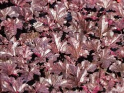 Silberglöckchen 'Plum Pudding' ® -Günstiges Erd Seele Geschäft silbergloeckchen plum pudding m062286 w 4