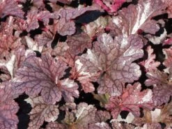 Silberglöckchen 'Plum Pudding' ® -Günstiges Erd Seele Geschäft silbergloeckchen plum pudding m062286 w 5