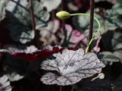 Silberglöckchen 'Silver Scrolls' ® -Günstiges Erd Seele Geschäft silbergloeckchen silver scrolls m062288 w 1