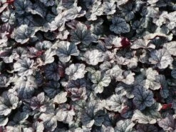 Silberglöckchen 'Silver Scrolls' ® -Günstiges Erd Seele Geschäft silbergloeckchen silver scrolls m062288 w 2