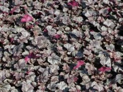 Silberglöckchen 'Silver Scrolls' ® -Günstiges Erd Seele Geschäft silbergloeckchen silver scrolls m062288 w 3