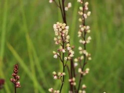 Silberglöckchen 'Silver Scrolls' ® -Günstiges Erd Seele Geschäft silbergloeckchen silver scrolls m062288 w 5