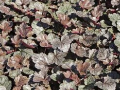 Silberglöckchen 'Silver Scrolls' ® -Günstiges Erd Seele Geschäft silbergloeckchen silver scrolls m062288 w 6