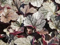 Silberglöckchen 'Silver Scrolls' ® -Günstiges Erd Seele Geschäft silbergloeckchen silver scrolls m062288 w 7