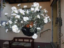 Silberwinde -Günstiges Erd Seele Geschäft silberwinde m058275 705528 0