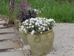 Silberwinde -Günstiges Erd Seele Geschäft silberwinde m058275 w 0