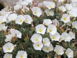 Silberwinde -Günstiges Erd Seele Geschäft silberwinde m058275 w 1