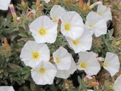 Silberwinde -Günstiges Erd Seele Geschäft silberwinde m058275 w 2