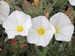 Silberwinde -Günstiges Erd Seele Geschäft silberwinde m058275 w 3