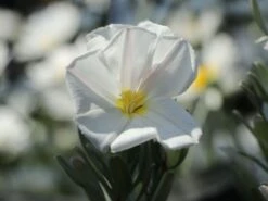 Silberwinde -Günstiges Erd Seele Geschäft silberwinde m058275 w 4