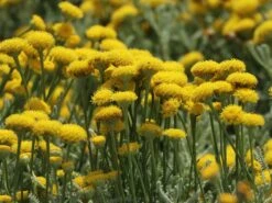 Silbrigblättriges Heiligenkraut