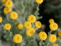 Silbrigblättriges Heiligenkraut -Günstiges Erd Seele Geschäft silbrigblaettriges heiligenkraut m060367 w 0