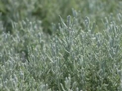 Silbrigblättriges Heiligenkraut -Günstiges Erd Seele Geschäft silbrigblaettriges heiligenkraut m060367 w 1