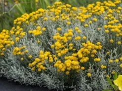 Silbrigblättriges Heiligenkraut -Günstiges Erd Seele Geschäft silbrigblaettriges heiligenkraut m060367 w 2