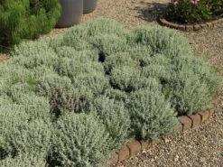 Silbrigblättriges Heiligenkraut -Günstiges Erd Seele Geschäft silbrigblaettriges heiligenkraut m060367 w 3