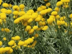 Silbrigblättriges Heiligenkraut -Günstiges Erd Seele Geschäft silbrigblaettriges heiligenkraut m060367 w 4