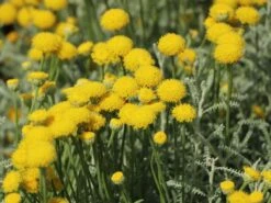 Silbrigblättriges Heiligenkraut -Günstiges Erd Seele Geschäft silbrigblaettriges heiligenkraut m060367 w 6