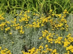 Silbrigblättriges Heiligenkraut -Günstiges Erd Seele Geschäft silbrigblaettriges heiligenkraut m060367 w 7