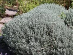 Silbrigblättriges Heiligenkraut -Günstiges Erd Seele Geschäft silbrigblaettriges heiligenkraut m060367 w 8