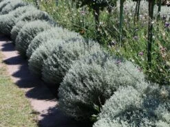 Silbrigblättriges Heiligenkraut -Günstiges Erd Seele Geschäft silbrigblaettriges heiligenkraut m060367 w 9