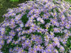 Sommer-Aster 'Sternkugel'