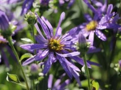 Sommer-Aster 'Sternkugel' -Günstiges Erd Seele Geschäft sommer aster sternkugel m044614 w 0
