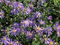 Sommer-Aster 'Sternkugel' -Günstiges Erd Seele Geschäft sommer aster sternkugel m044614 w 2
