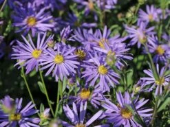 Sommer-Aster 'Sternkugel' -Günstiges Erd Seele Geschäft sommer aster sternkugel m044614 w 3