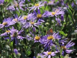 Sommer-Aster 'Sternkugel' -Günstiges Erd Seele Geschäft sommer aster sternkugel m044614 w 4