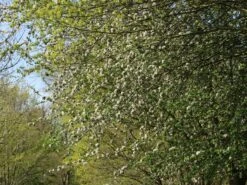 Sommerapfel 'Pfirsichroter Sommerapfel' 10 Sommerapfel 'Pfirsichroter Sommerapfel' -Günstiges Erd Seele Geschäft sommerapfel pfirsichroter sommerapfel m004902 w 0