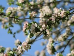 Sommerapfel 'Pfirsichroter Sommerapfel' 9 Sommerapfel 'Pfirsichroter Sommerapfel' -Günstiges Erd Seele Geschäft sommerapfel pfirsichroter sommerapfel m004902 w 2