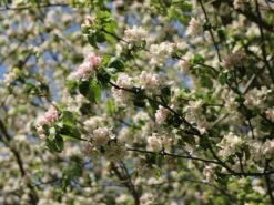 Sommerapfel 'Pfirsichroter Sommerapfel' 11 Sommerapfel 'Pfirsichroter Sommerapfel' -Günstiges Erd Seele Geschäft sommerapfel pfirsichroter sommerapfel m004902 w 3