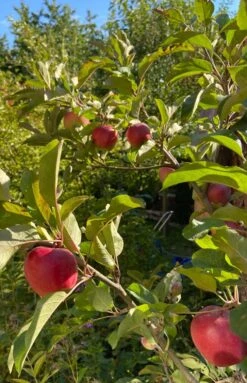 Sommerapfel 'Roter James Grieve' / 'Rubin' -Günstiges Erd Seele Geschäft sommerapfel roter james grieve rubin m004928 872382 0