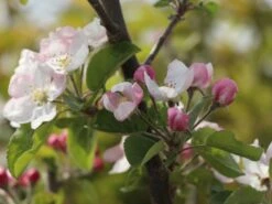 Sommerapfel 'Roter James Grieve' / 'Rubin' -Günstiges Erd Seele Geschäft sommerapfel roter james grieve rubin m004928 w 2