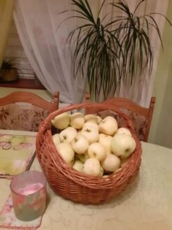 Sommerapfel 'Weißer Klarapfel' -Günstiges Erd Seele Geschäft sommerapfel weisser klarapfel m002548 1168337 0