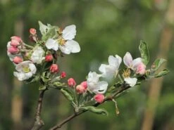 Sommerapfel 'Weißer Klarapfel' -Günstiges Erd Seele Geschäft sommerapfel weisser klarapfel m002548 w 1
