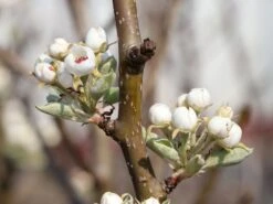 Sommerbirne 'Bunte Julibirne' 8 Sommerbirne 'Bunte Julibirne' -Günstiges Erd Seele Geschäft sommerbirne bunte julibirne m102648 w 0