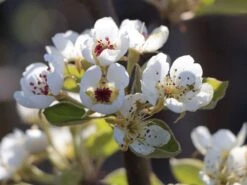 Sommerbirne 'Bunte Julibirne' 11 Sommerbirne 'Bunte Julibirne' -Günstiges Erd Seele Geschäft sommerbirne bunte julibirne m102648 w 2