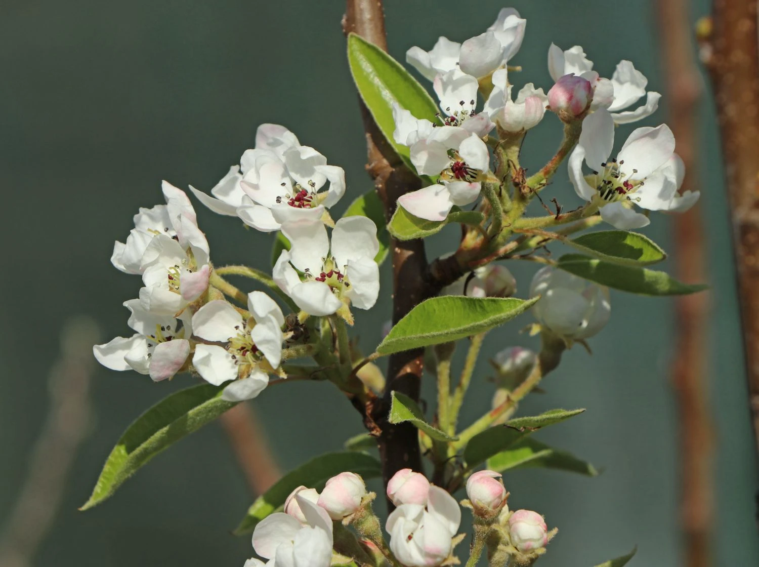 Sommerbirne 'Bunte Julibirne' 6 Sommerbirne 'Bunte Julibirne' – Bild 4