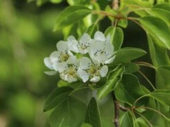 Sommerbirne 'Frühe Von Trevoux' -Günstiges Erd Seele Geschäft sommerbirne fruehe von trevoux m005054 w 0