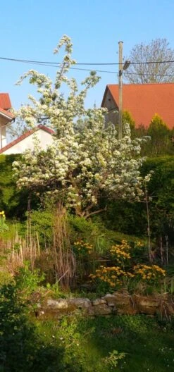 Sommerbirne 'Gute Graue' -Günstiges Erd Seele Geschäft sommerbirne gute graue m102649 1111933 0