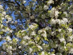 Sommerbirne 'Gute Graue' -Günstiges Erd Seele Geschäft sommerbirne gute graue m102649 w 1