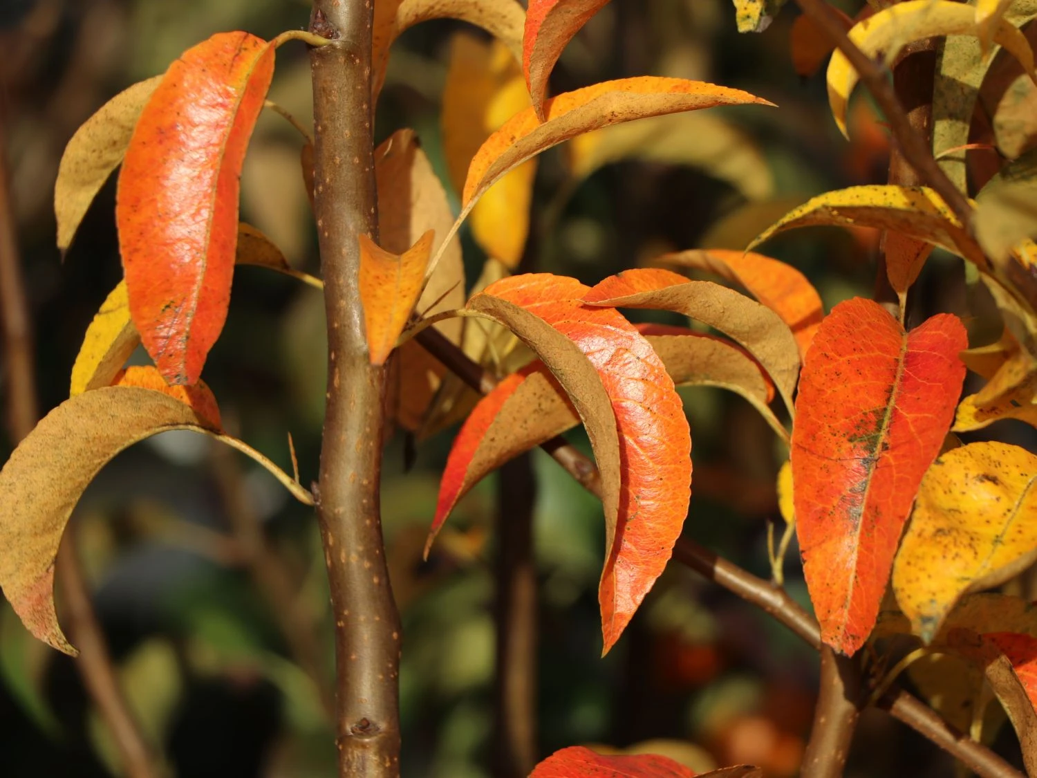 Sommerbirne 'Gute Luise' (mittel) 5 Sommerbirne 'Gute Luise' (mittel) – Bild 3