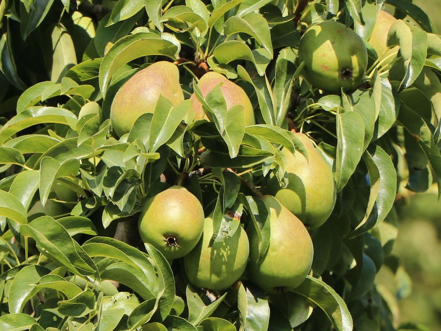 Sommerbirne 'Harrow Delight' ® 3 Sommerbirne 'Harrow Delight' ®