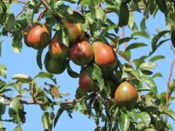 Sommerbirne 'Petersbirne', 'Honigbirne' Früh 5 Sommerbirne 'Petersbirne', 'Honigbirne' Früh -Günstiges Erd Seele Geschäft sommerbirne petersbirne honigbirne frueh m005058 w 0