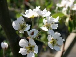 Sommerbirne 'Rote Williams Christ' -Günstiges Erd Seele Geschäft sommerbirne rote williams christ m005080 w 0