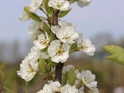 Sommerbirne 'Rote Williams Christ' -Günstiges Erd Seele Geschäft sommerbirne rote williams christ m005080 w 2