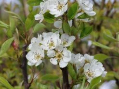 Sommerbirne 'Rote Williams Christ' -Günstiges Erd Seele Geschäft sommerbirne rote williams christ m005080 w 3